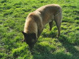 Tsigane, Berger Malinois à l'adoption