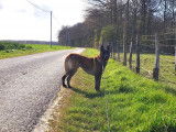 Tsigane, Berger Malinois à l'adoption