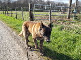 Tsigane, Berger Malinois à l'adoption