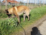 Tsigane, Berger Malinois à l'adoption