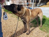 Tsigane, Berger Malinois à l'adoption