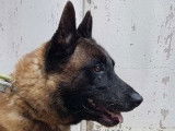Tsigane, Berger Malinois à l'adoption