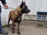 Tsigane, Berger Malinois à l'adoption