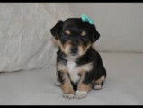 Chiot mâle de race Morkie robe fauve à réserver