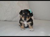 Chiot mâle de race Morkie robe fauve à réserver
