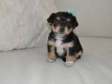 Chiot mâle de race Morkie robe fauve à réserver