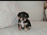 Chiot mâle de race Morkie robe fauve à réserver