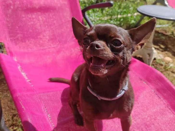 Chihuahua chocolat disponible pour saillie