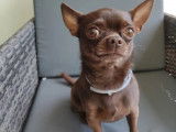 Chihuahua chocolat disponible pour saillie