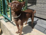 Chihuahua chocolat disponible pour saillie