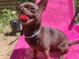 Chihuahua chocolat disponible pour saillie