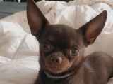 Chihuahua chocolat disponible pour saillie