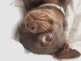 Chihuahua chocolat disponible pour saillie