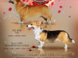 Ravissant Welsh Corgi Pembroke mâle LOF fauve, né en septembre 2018, disponible pour saillie