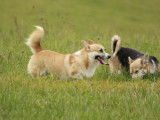 Ravissant Welsh Corgi Pembroke mâle LOF fauve, né en septembre 2018, disponible pour saillie