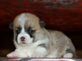 Ravissant Welsh Corgi Pembroke mâle LOF fauve, né en septembre 2018, disponible pour saillie