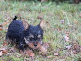 Vente de chiots Yorkshire exotiques mâles (non LOF)