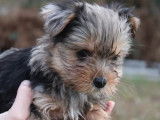 Vente de chiots Yorkshire exotiques mâles (non LOF)