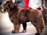 Imposant Terre-Neuve mâle LOF, marron, né en octobre 2017, prêt pour une future paternité