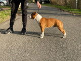 Magnifique Staffordshire Bull Terrier mâle LOF, né en septembre 2018, disponible pour accouplement