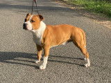 Magnifique Staffordshire Bull Terrier mâle LOF, né en septembre 2018, disponible pour accouplement