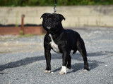Sublime Staffordshire Bull Terrier mâle LOF né en avril 2018, disponible pour saillie