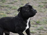 Sublime Staffordshire Bull Terrier mâle LOF né en avril 2018, disponible pour saillie