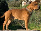 Robuste Staffordshire Bull Terrier mâle LOF, fauve, né en mars 2017 cherche partenaire pour futurs chiots