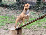 Robuste Staffordshire Bull Terrier mâle LOF, fauve, né en mars 2017 cherche partenaire pour futurs chiots