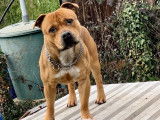 Robuste Staffordshire Bull Terrier mâle LOF, fauve, né en mars 2017 cherche partenaire pour futurs chiots