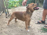 Robuste Staffordshire Bull Terrier mâle LOF, fauve, né en mars 2017 cherche partenaire pour futurs chiots