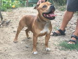 Robuste Staffordshire Bull Terrier mâle LOF, fauve, né en mars 2017 cherche partenaire pour futurs chiots