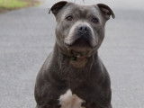 Énergique Staffordshire Bull Terrier mâle LOF, né en mai 2016, disponible pour saillie