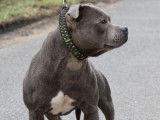 Énergique Staffordshire Bull Terrier mâle LOF, né en mai 2016, disponible pour saillie
