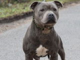 Énergique Staffordshire Bull Terrier mâle LOF, né en mai 2016, disponible pour saillie
