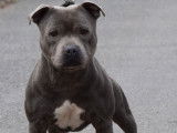 Énergique Staffordshire Bull Terrier mâle LOF, né en mai 2016, disponible pour saillie