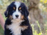 Adorables chiots mâles Bouvier Bernois LOF, tricolores, disponibles pour rejoindre leurs nouvelles familles