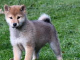 4 chiots Shiba Inu nés en septembre 2021 LOF disponibles