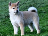 4 chiots Shiba Inu nés en septembre 2021 LOF disponibles