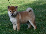4 chiots Shiba Inu nés en septembre 2021 LOF disponibles