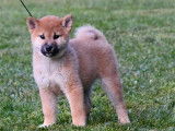 4 chiots Shiba Inu nés en septembre 2021 LOF disponibles