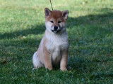 4 chiots Shiba Inu nés en septembre 2021 LOF disponibles