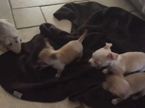 6 chiots Chihuahua nés en 2021 non LOF disponibles