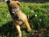 2 chiots Malinois femelles non LOF disponibles de suite