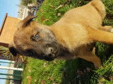 2 chiots Malinois femelles non LOF disponibles de suite