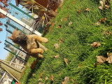 2 chiots Malinois femelles non LOF disponibles de suite