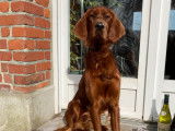 Setter Irlandais LOF disponible pour saillie