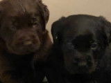Chiots Labrador Retriever LOF à réserver