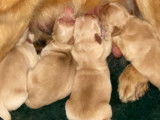 Chiots Golden Retriever LOF à réserver