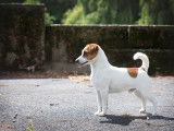 Etalon Jack Russell LOF champion disponible pour saillie